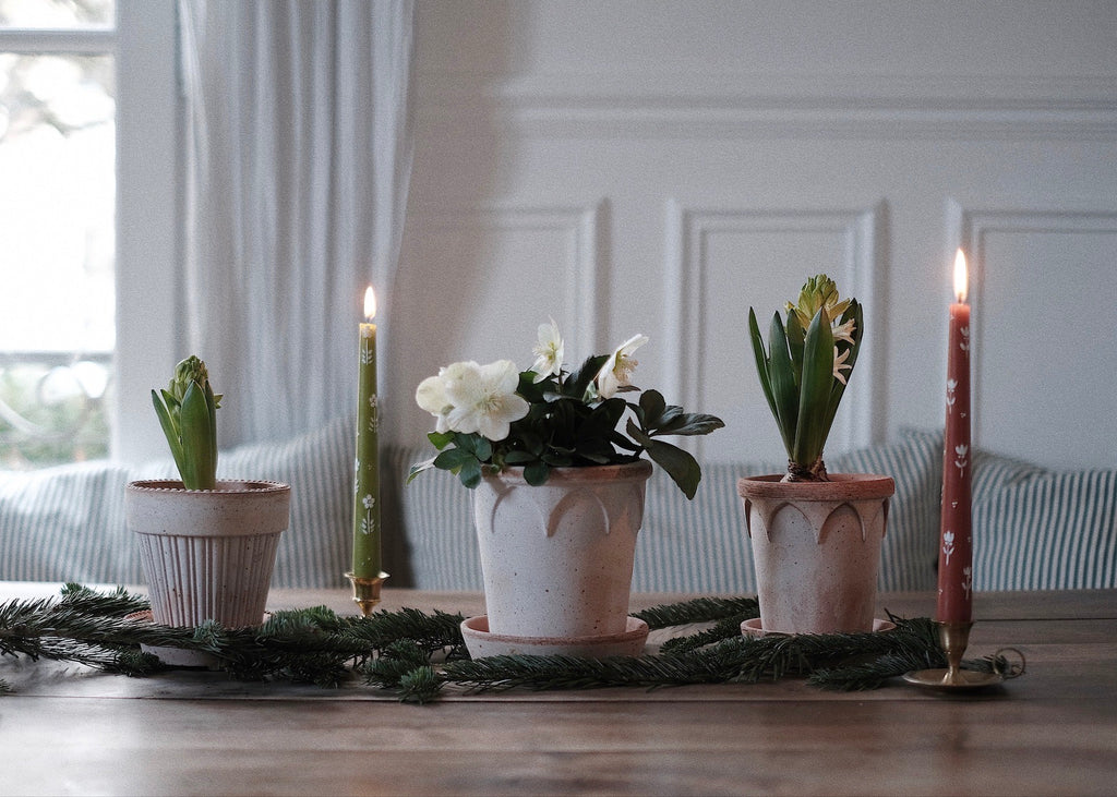 Jardin d'hiver