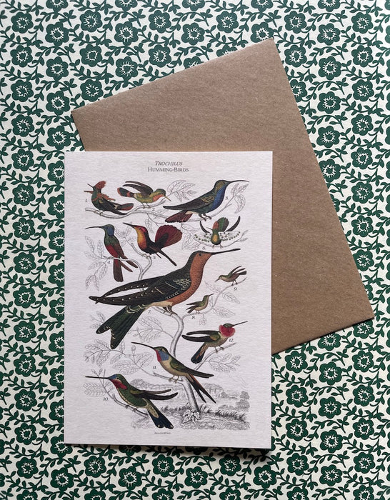 Carte postale - Oiseaux