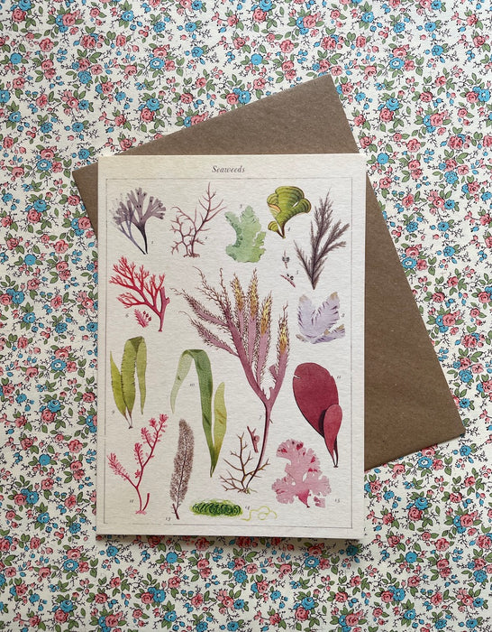 Carte postale - Seaweeds