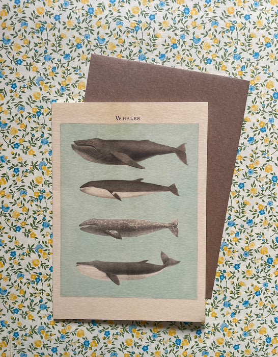 Carte postale - Les baleines